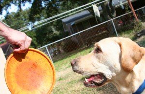 dog frisbee